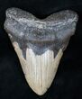 Megalodon Tooth - North Carolina #12193-1